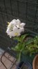 WP_20150928_001.jpg