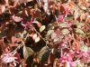 Loropetalum 2012 2.jpg