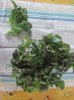 insalata filippina.jpg