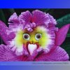 the-World-s-Rarest-Baby-Face-Orchid-Perennial-Flower-Seeds-Professional-Pack-100-Seeds-Pack-Bons.jpg