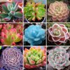 Semillas-De-Flores-30-lithops-Seed-Pseudotruncatella-Succulents-Raw-Stone-Cactus-Seeds-Stems-Tet.jpg