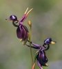 50pcs-For-Home-Garden-Flying-Duck-Orchid-Flower-Seeds-China-Rare-Flower-Seeds-Beautiful-Bonsai-O.jpg