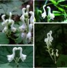 Swan-Flowers-seeds-30PCS-Chinese-Characteristics-Rare-Flower-seeds-White-Flowers-Planting-Home-G.jpg