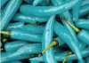 Big-promotion-Free-Shipping-20-Pepper-Seeds-Blue-Turquoise-Pepper-beautiful-color-easy-growing.jpg