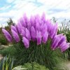 Common-Purple-Pampas-Grass-Seed-Patio-And-Garden-Potted-Ornamental-Plant-New-Flowers-Pampas-Gras.jpg