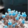 100pcs-Lithops-seeds-Bunny-ears-Stone-Flower-Seeds-Bonsai-plants-Seeds-for-home-garden-Free-ship.jpg