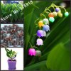 Flower-Bonsai-seeds-120pcs-import-bell-orchid-seeds-Windbell-orchids-rare-precious-flowers-Home-.jpg