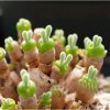 100-PCS-Lithops-Pseudotruncatella-Seeds-Bunny-ears-Stone-Flower-Seeds-Bonsai-plants-Seeds-for-ho.jpg