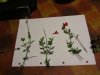 IMG_0015.jpg