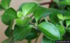 peperomia-rotundifolia-3.jpg