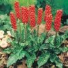 arum_N1.jpg