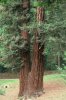 Sequoie Gemelle.jpg