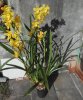 Cymbidium.jpg