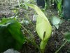 Arum maculatum1..jpg