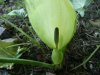 Arum maculatum2..jpg