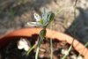 Ornithogalum gra&#10.jpg