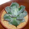 Agave Pygmae, Feb&#4.jpg