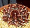 Gymnocalycium Ste.jpg