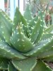 390Aloe_mitrifor&#109.jpg