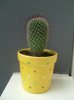 mamillaria emanue.jpg