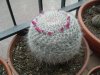 mamillaria emilia.jpg
