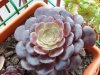 Aeonium Artropur&#1.jpg