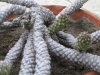 Cactus malati - P&#97.jpg