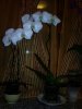 Foto078..jpg