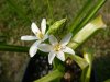 Ornithogalum mag&#11.jpg