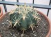cactus natalia2..jpg