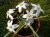 Ornithogalum lan&#99.jpg