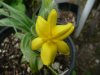 Hypoxis sp...jpg