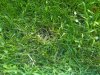 IMG00036-20110520-1934.jpg