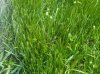 IMG00037-20110520-1934.jpg