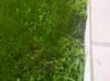 IMG00041-20110520-1935.jpg
