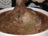 bonsai 010.jpg