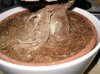 bonsai 005.jpg