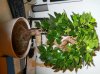 bonsai 007.jpg