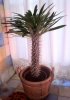 Pachypodium.Lamerei.jpg