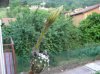 ridotta2.jpg