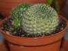 rebutia.jpg