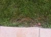IMG00066-20110527-1200.jpg
