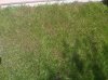 IMG00064-20110527-1159.jpg