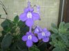 streptocarpus1.jpg