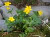 Caltha palustris.jpg Caltha palustris.jpg