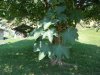 DSCN5319.jpg