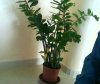 zamioculcas.jpg