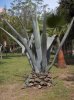 Agave.americana.jpg