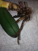 phal2.jpg