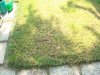 DSC06536.jpg